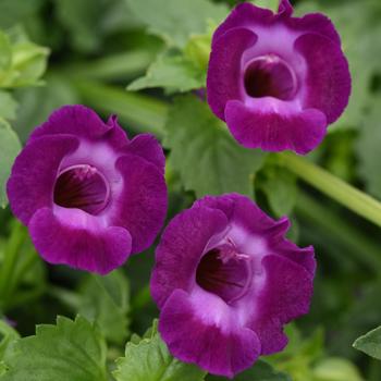 Summer Wave&reg; ''Large Violet'' -Torenia (Wishbone Flower)