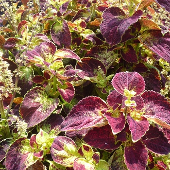 ColorBlaze&reg; ''Dipt in Wine'' -coleus scutellarioides