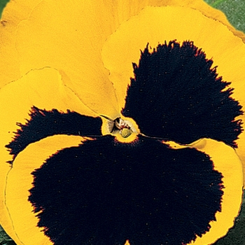 Delta&trade; Premium 'Yellow w/Blotch' -Viola x wittrockiana (Pansy)