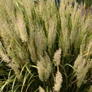 'Feather Fabulous&trade;' Feather Reed Grass -Calamagrostis brachytricha