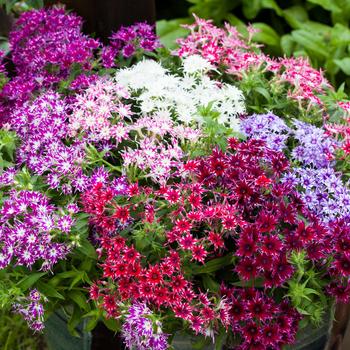Popstars&trade; 'Mix' -Phlox drummondii