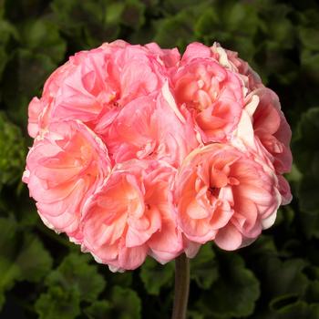 Rosalie&trade; 'Antique Salmon' -Pelargonium x hortorum (Zonal Geranium)