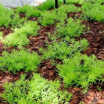 'Lemon Coral&reg;' Stonecrop -Sedum mexicanum