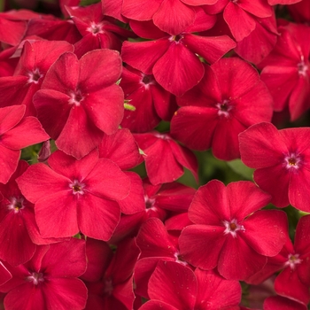 Intensia&reg; 'Red Hot' -Phlox 