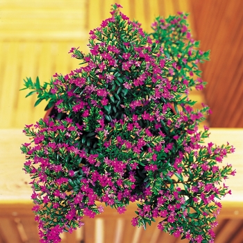 Purple Mexican Heather -Cuphea hyssopifolia