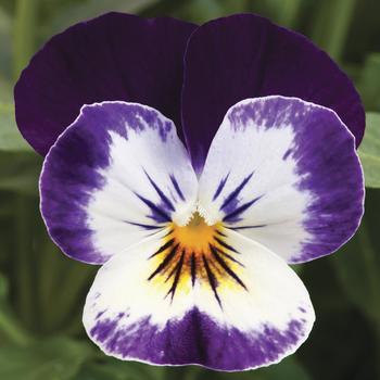 Penny&trade; 'Mickey' -Viola cornuta (Pansy)