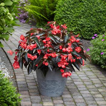Dragon Wing&reg; Red Bronze Leaf -Begonia