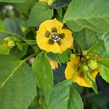 'Tamayo' Tomatillo -Physalis