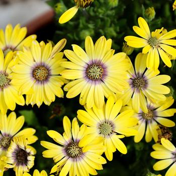 Besties™ 'Cheerful Gold' -Osteospermum 