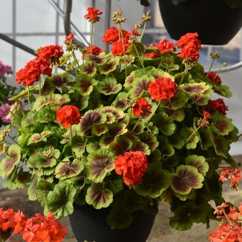 'Brocade Fire' Zonal Geranium -Pelargonium x hortorum