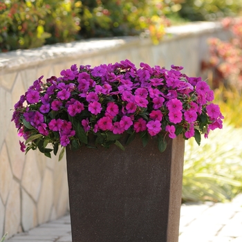 Bounce&trade; 'Violet' -Impatiens 