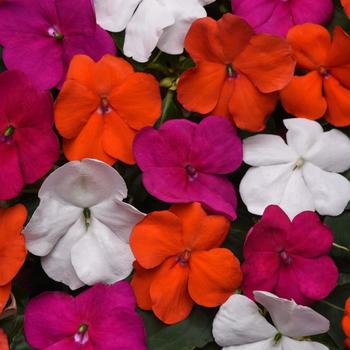Beacon&reg; 'Lindau Mix' -Impatiens walleriana