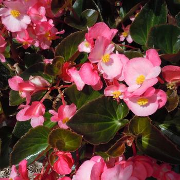 Big&trade; 'Pink Bronze Leaf' -Begonia x benariensis