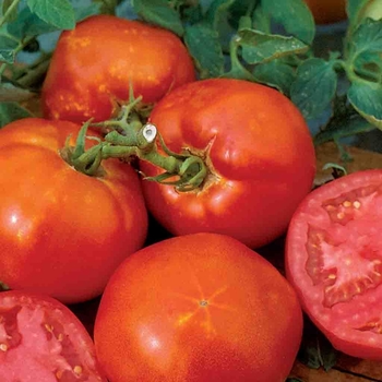 'Big Boy' Tomato -Lycopersicon esculentum