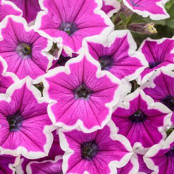Supertunia&reg; Hoopla&trade; Vivid Orchid -Petunia