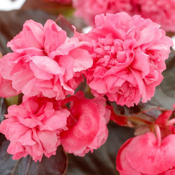 Birthday Bash&trade; Raspberry Sherbert -Begonia