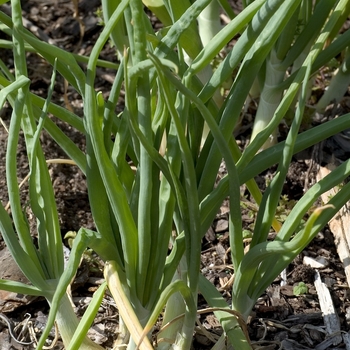 'Walla Walla' Onion -Allium cepa