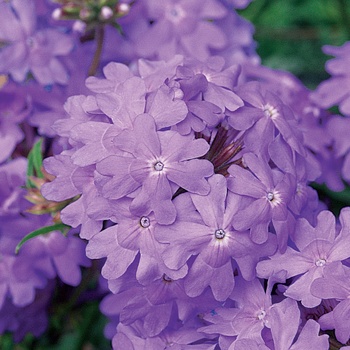 Superbena&reg; ''Large Lilac Blue'' -Verbena 