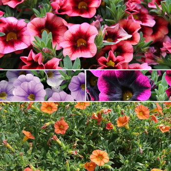 Superbells&reg; Mixture -Calibrachoa 