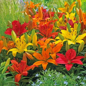 'Multiple Varieties' Assorted, Asiatic Lily -Lilium 