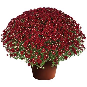 'Aideen&trade; Red Fire' Garden Mum -Chrysanthemum x morifolium
