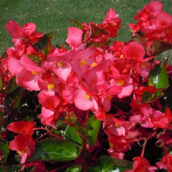 Big&trade; 'Rose Green Leaf' -Begonia x benariensis