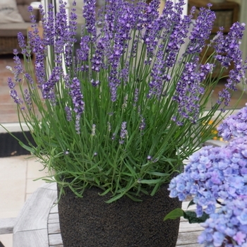 English Lavender -Lavandula angustifolia