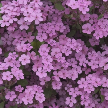 Soapwort -Saponaria ocymoides