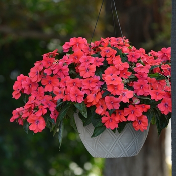 Bounce&trade; 'Bright Coral' -Impatiens 