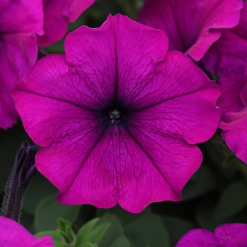 Easy Wave&reg; 'Violet' -Petunia 