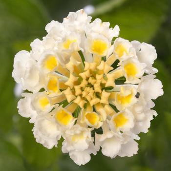 Bandolero&trade; White Improved -Lantana camara