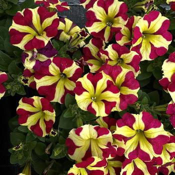 Amore&trade; 'Queen of Hearts' -Petunia 