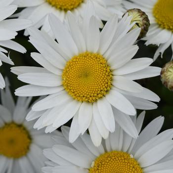'Madonna' Shasta Daisy -Leucanthemum x superbum