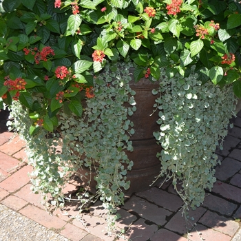 'Silver Falls&trade;' -Dichondra argentea