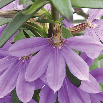 Bombay&reg; 'Dark Blue' -Scaevola aemula (Fan Flower)