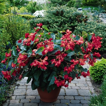 Dragon Wing&reg; 'Red' -Begonia 