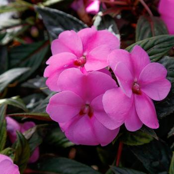 SunPatiens&reg; Lavender Splash -Impatiens 