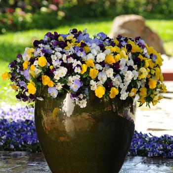 Cool Wave&reg; Mix -Viola x wittrockiana (Pansy)