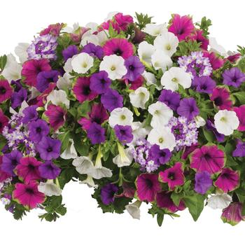 'Glitterati' -Combination Planter