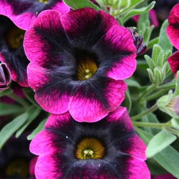Superbells&reg; 'Blackberry Punch' -Calibrachoa 