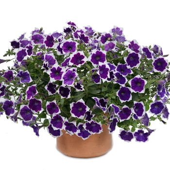 Cascadias&trade; 'Rim Violet Improved' -Petunia 