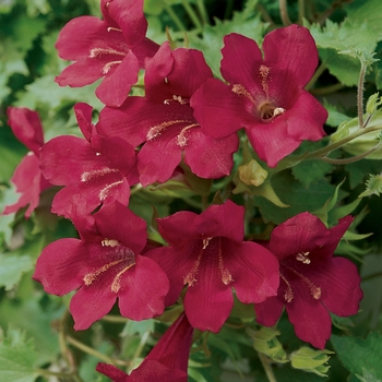 Lofos&reg; 'Wine Red' -Lophospermum 