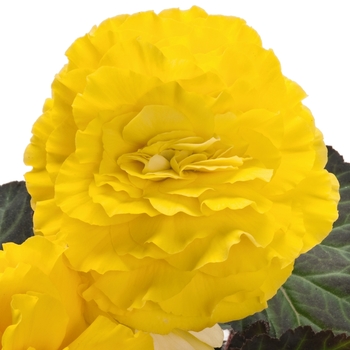 Nonstop&reg; 'Yellow w/Red Back' -Begonia x tuberhybrida (Tuberous Begonia)
