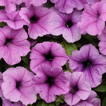 Easy Wave&reg; 'Plum Vein' -Petunia 