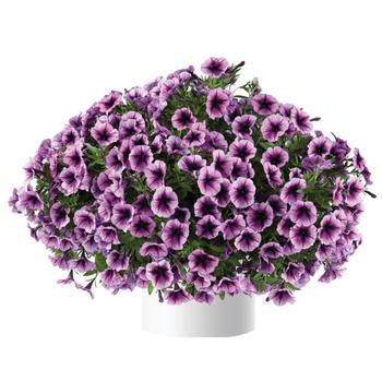 Cascadias&trade; 'Purple Ice' -Petunia 