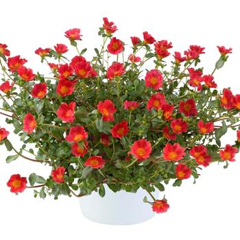 Mega Pazzaz&trade; 'Red' -Portulaca oleracea