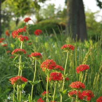 Maltese Cross -Lychnis chalcedonica