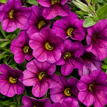 Superbells&reg; 'Plum' -Calibrachoa 