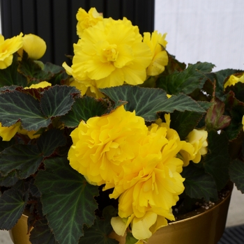 Nonstop&reg; 'Yellow' -Begonia x tuberhybrida (Tuberous Begonia)