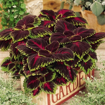 Kong&reg; 'Red' -coleus scutellarioides